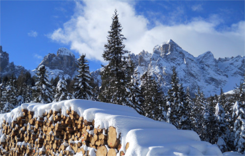 Tronchi nella neve